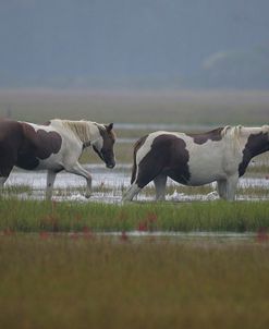 JQ4P3823 Chincoteague Ponies In The Water, Virginia, USA 2007 2