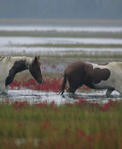 JQ4P3836 Chincoteague Ponies In The Water, Virginia, USA 2007