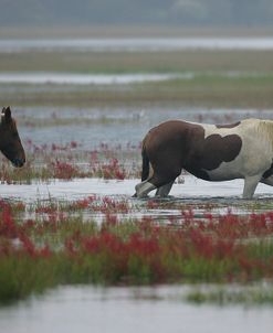 JQ4P3843 Chincoteague Ponies In The Water, Virginia, USA 2007