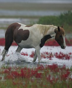 JQ4P3845 Chincoteague Pony In The Water & Rain, Virginia, USA 2007