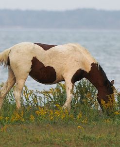 JQ4P3759 Chincoteague Pony, Virginia, USA 2007