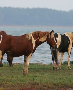 JQ4P3765 Chincoteague Ponies, Virginia, USA 2007