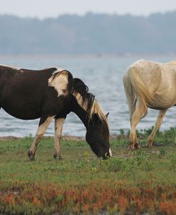 JQ4P3772 Chincoteague Ponies, Virginia, USA 2007