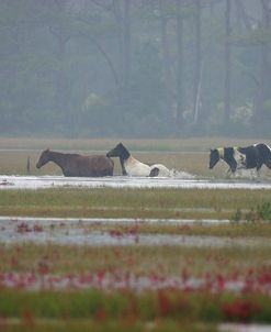 JQ4P3777 Chincoteague Ponies Swimming In The Rain, Virginia, USA 2007 2