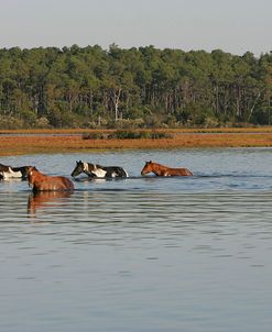 JQ4P7789 Chincoteague Ponies In Water, Virginia, USA 2008 2