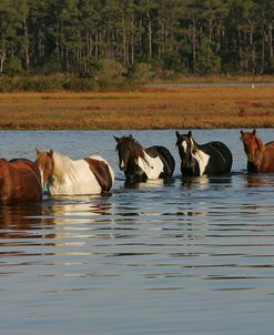 JQ4P7806 Chincoteague Ponies In Water, Virginia, USA 2008 2