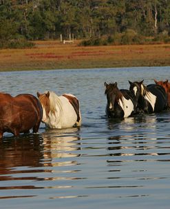 JQ4P7819 Chincoteague Ponies In Water, Virginia, USA 2008