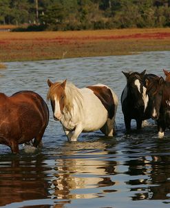 JQ4P7843 Chincoteague Ponies In Water, Virginia, USA 2008 2