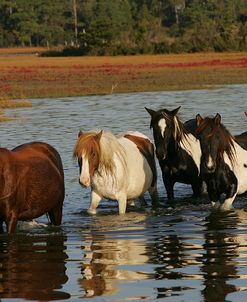 JQ4P7849 Chincoteague Ponies In Water, Virginia, USA 2008