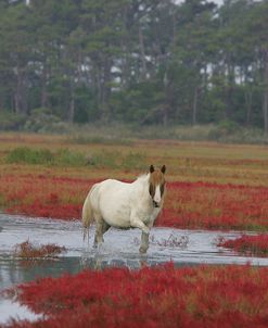 JQ4P7860 Chincoteague Pony In Water, Virginia, USA 2008