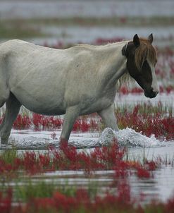 JQ4P3851 Chincoteague Pony In The Water, Virginia, USA 2007 2