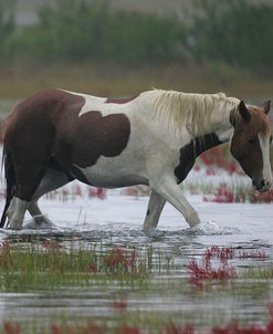 JQ4P3852 Chincoteague Pony In The Water & Rain, Virginia, USA 2007