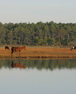 JQ4P7751 Chincoteague Ponies, Virginia, USA 2008 2