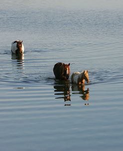 JQ4P7763 Chincoteague Ponies In Water, Virginia, USA 2008 2