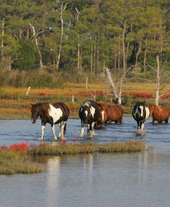 JQ4P7894 Chincoteague Ponies In Water, Virginia, USA 2008