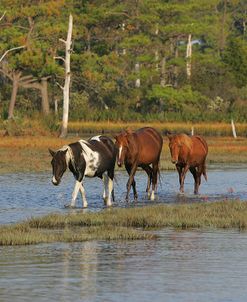 JQ4P7903 Chincoteague Ponies In Water, Virginia, USA 2008 2