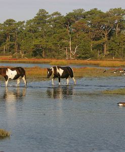 JQ4P7905 Chincoteague Ponies In Water, Virginia, USA 2008