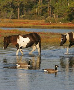 JQ4P7906 Chincoteague Ponies In Water, Virginia, USA 2008