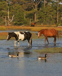 JQ4P7910 Chincoteague Ponies In Water, Virginia, USA 2008