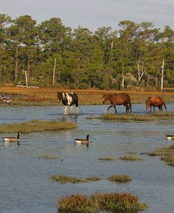 JQ4P7915 Chincoteague Ponies In Water, Virginia, USA 2008