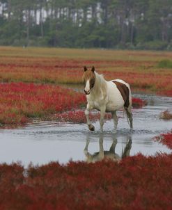 JQ4P7868 Chincoteague Pony In Water, Virginia, USA 2008