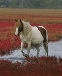 JQ4P7874 Chincoteague Pony In Water, Virginia, USA 2008