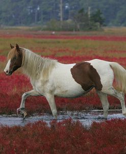 JQ4P7882 Chincoteague Pony In Water, Virginia, USA 2008