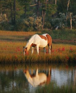 JQ4P7890 Chincoteague Pony Grazing, Virginia, USA 2008 2