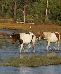 JQ4P7951 Chincoteague Ponies In Water, Virginia, USA 2008