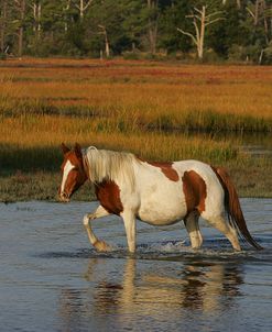 JQ4P7962 Chincoteague Pony In Water, Virginia, USA 2008
