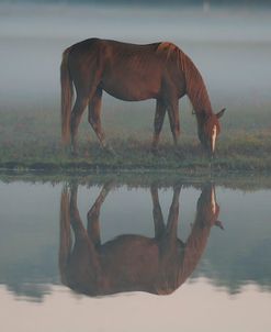 MD3P8054 Chincoteague Pony Grazing, Virginia, USA 2008