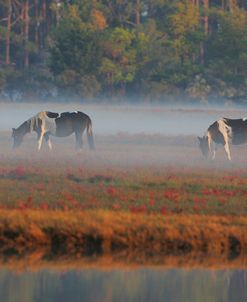 MD3P8059 Chincoteague Ponies Grazing, Virginia, USA 2008