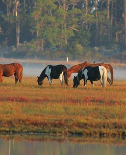 MD3P8060 Chincoteague Ponies Grazing, Virginia, USA 2008