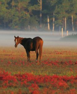 MD3P8062 Chincoteague Pony, Virginia, USA 2008
