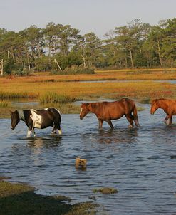 JQ4P7919 Chincoteague Ponies In Water, Virginia, USA 2008