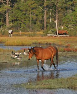 JQ4P7929 Chincoteague Pony In Water, Virginia, USA 2008