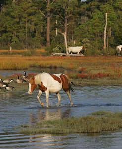 JQ4P7941 Chincoteague Pony In Water, Virginia, USA 2008