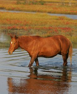 JQ4P7946 Chincoteague Pony In Water, Virginia, USA 2008