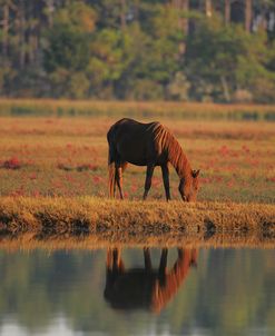 MD3P8081 Chincoteague Pony Grazing, Virginia, USA 2008