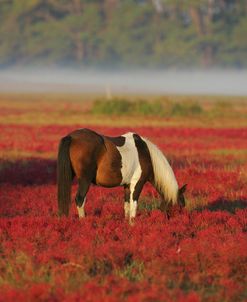 MD3P8084 Chincoteague Pony Grazing, Virginia, USA 2008