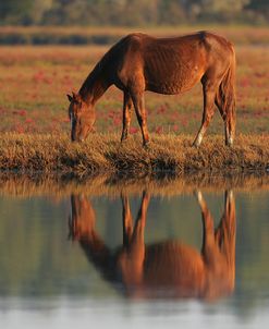 MD3P8095 Chincoteague Pony Grazing, Virginia, USA 2008 2