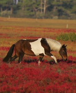 MD3P8103 Chincoteague Pony, Virginia, USA 2008