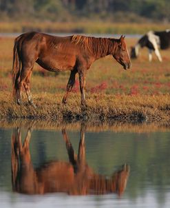 MD3P8111 Chincoteague Pony, Virginia, USA 2008