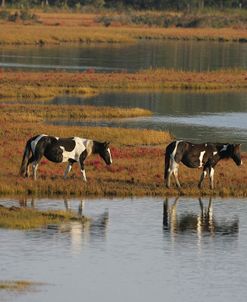 MD3P8113 Chincoteague Ponies, Virginia, USA 2008