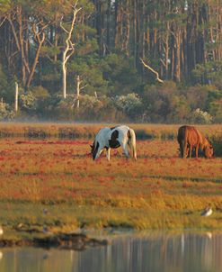 MD3P8064 Chincoteague Ponies Grazing, Virginia, USA 2008