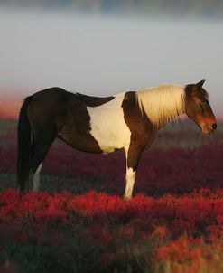 MD3P8068 Chincoteague Pony, Virginia, USA 2008 2