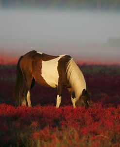 MD3P8073 Chincoteague Pony Grazing, Virginia, USA 2008