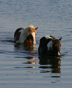 MD3P8154 Chincoteague Ponies In Water, Virginia, USA 2008 2