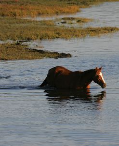 MD3P8156 Chincoteague Ponies In Water, Virginia, USA 2008