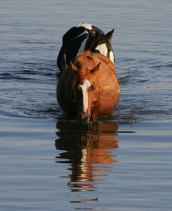 MD3P8166 Chincoteague Ponies In Water, Virginia, USA 2008